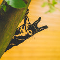 Hängendes Eichhörnchen